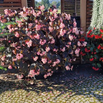 Kesäbegonia Light Pink Bronze Leaf