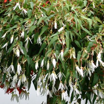 Riippubegonia Summerwings White