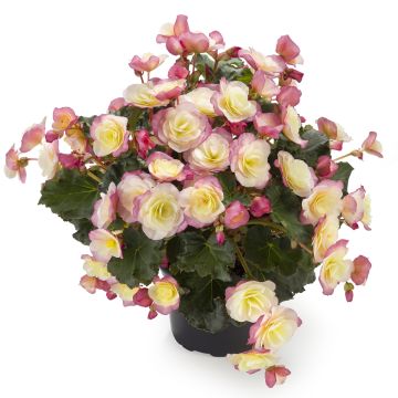 Kesäbegonia Sunbrero Bicolor