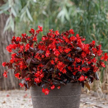 Kesäbegonia Viking Bronze Red