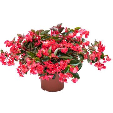 Kesäbegonia Viking Trailing Pink