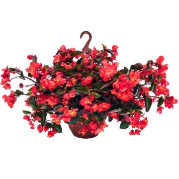 Kesäbegonia Viking Trailing Red