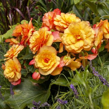 Riippubegonia Tuberhybrida Golden Balcony