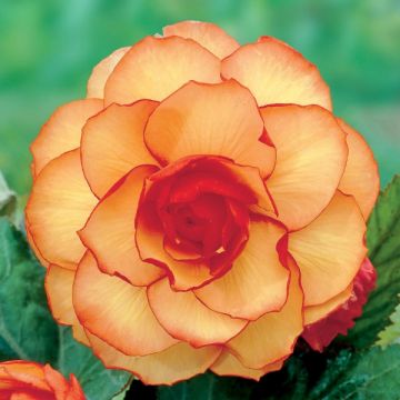 Mukulabegonia Picotee jaune