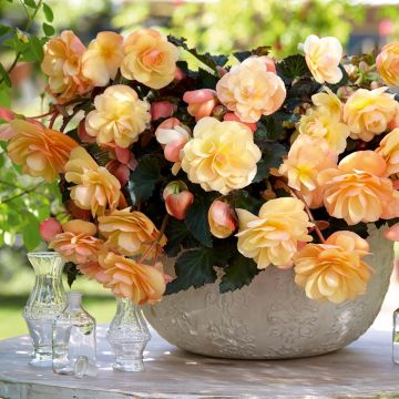 Riippubegonia Fragrant Falls Peach