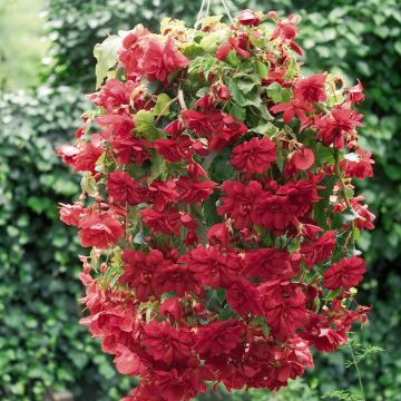 Riippubegonia Illumination Ecarlate