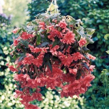 Riippubegonia Illumination Saumon