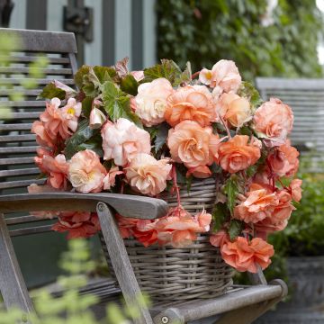 Riippubegonia Splendide Apricot