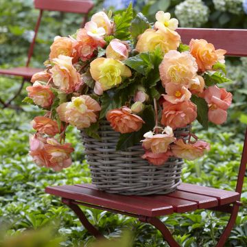 Riippubegonia Splendide Ballerina