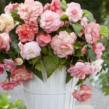 Riippubegonia Splendide Flamenca