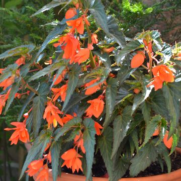 Riippubegonia Summerwings Orange