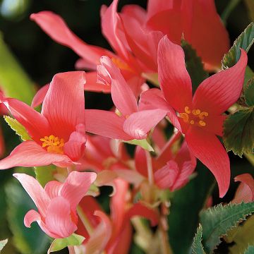 Riippubegonia Summerwings Rose