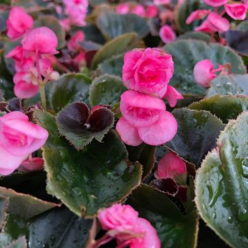 Kesäbegonia Doublet Rose