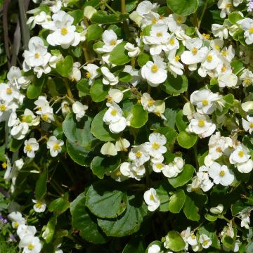Kesäbegonia Super Olympia blanc