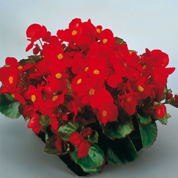 Kesäbegonia Super Olympia punainen