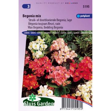 Kesäbegonia (siemenet) - Begonia semperflorens