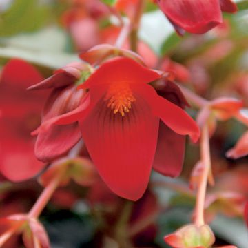 Riippubegonia Summerwings Deep Red