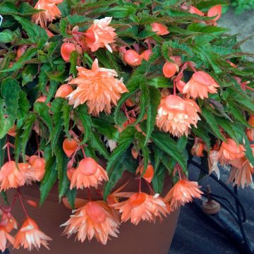 Riippubegonia Belleconia Mango