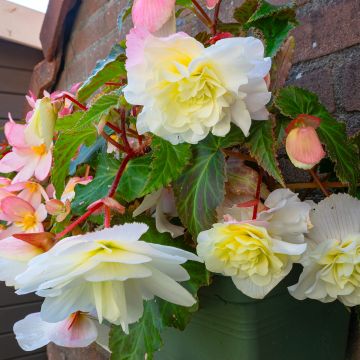 Riippubegonia Angelique