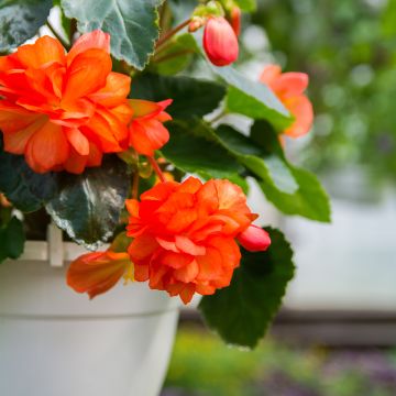 Riippubegonia Orange Cascade