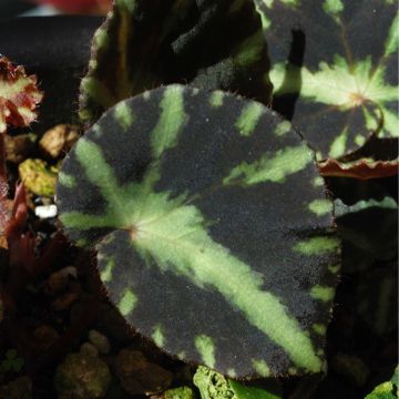 Begonia cleopatrea
