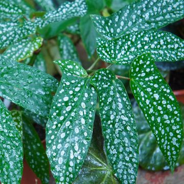 Begonia Wings Albopicta