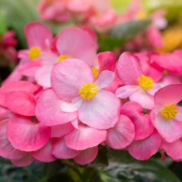 Kesäbegonia Mascotte Bicolour Improved