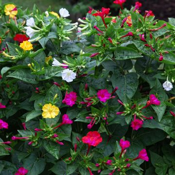 Mökinihmekukka - Mirabilis jalapa