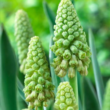 Kyynelhyasintti Green Pearl