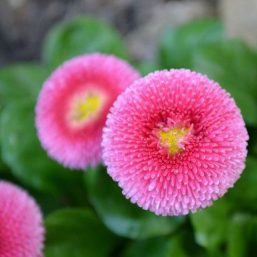 Kaunokainen Roze