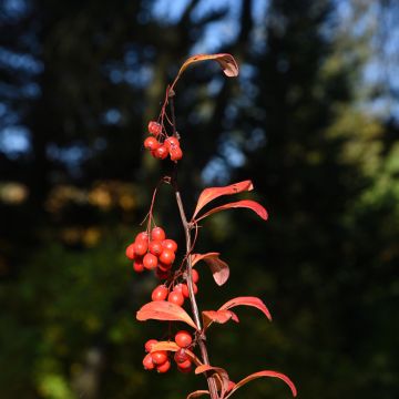 Koreanhappomarja - Berberis koreana