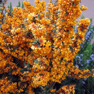Happomarja Orange King
