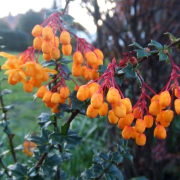 Happomarja Apricot Queen