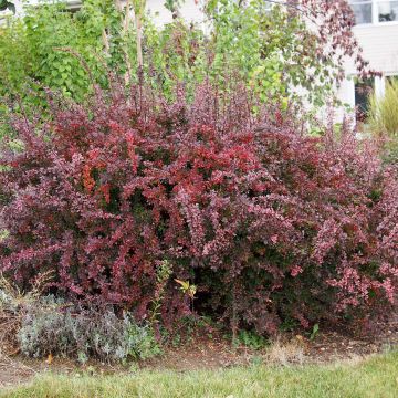 Japaninhappomarja - Berberis thunbergii