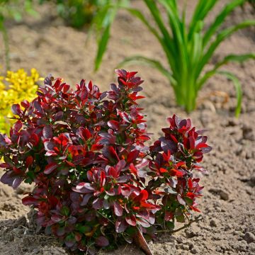 Japaninhappomarja Atropurpurea Nana