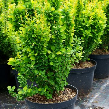 Japaninhappomarja Erecta
