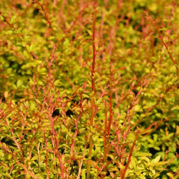 Japaninhappomarja Golden Dream