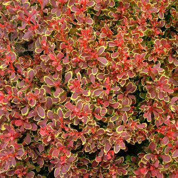 Japaninhappomarja Golden Ruby