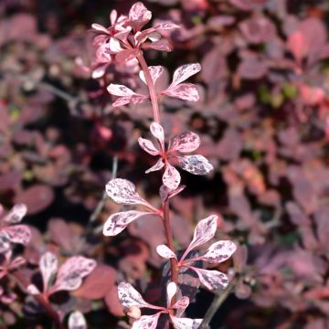 Japaninhappomarja Harlequin