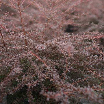Japaninhappomarja Red Dream