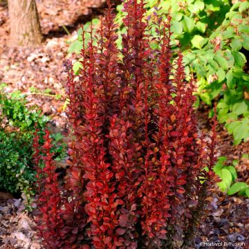 Japaninhappomarja Red Torch