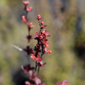 Japaninhappomarja Rosy Rocket