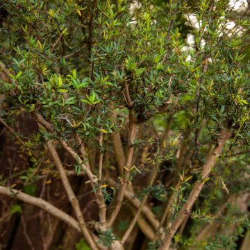 Happomarja - Berberis x stenophylla