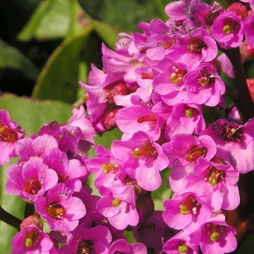 Vuorenkilpi Bartok