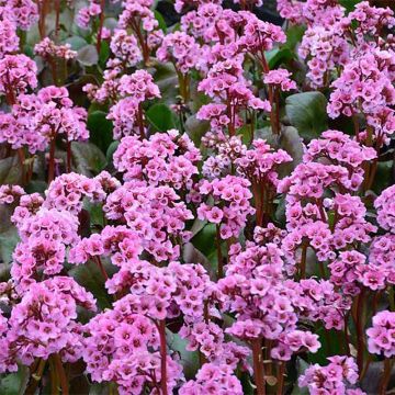 Vuorenkilpi Spring Fling