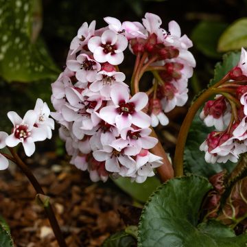 Vuorenkilve - Bergenia ciliata