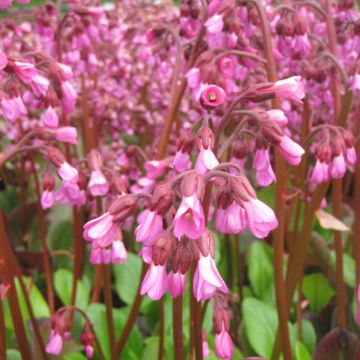 Vuorenkilpi Wintermarchen