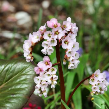 Vuorenkilpi - Bergenia x schmidtii