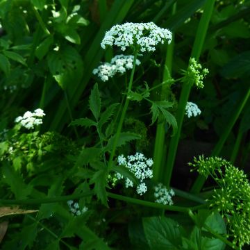 Hanhenputki - Berula erecta