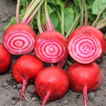 Punajuurikas (raitajuurikas) Chioggia luomu